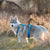 Reflective Nylon Dog Harness